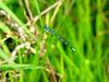 북방실잠자리 Coenagrion lanceolatum (Damselfly)