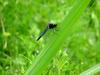 배치레잠자리(수컷) Lyriothemis pachygastra (Wide-bellied Skimmer)