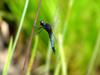 배치레잠자리(수컷) Lyriothemis pachygastra (Wide-bellied Skimmer)