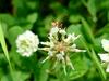 시골가시허리노린재 Cletus punctiger (Squash bug)