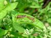 시골가시허리노린재 Cletus punctiger (Squash bug)