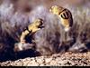 National Geographic - Jumping Prairie Dogs
