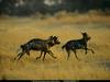 National Geographic - African Wild Dogs