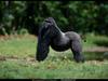 National Geographic - Gorilla