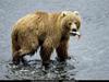 National Geographic - Grizzly Bear