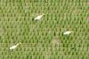 황로 Bubulcus ibis (Cattle Egret)