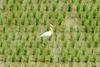 황로 Bubulcus ibis (Cattle Egret)