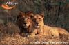 아시아사자(Asiatic Lion/Panthera leo persica)