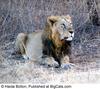아시아사자(Asiatic Lion/Panthera leo persica)