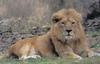 아시아사자(Asiatic Lion/Panthera leo persica)