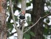 Great-spotted Woodpecker