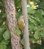 Grey-headed GreenWoodpecker (Male)