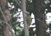 Grey-headed Green  Woodpecker (Female)