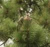 Kestrel