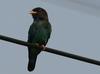 Broad-billed Roller (파랑새)