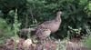 Ring-necked Pheasants (Female) - common pheasant (Phasianus colchicus)