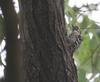 Japanese Pigmy Woodpecker (쇠딱다구리)