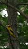 Black-naped Oriole(꾀꼬리)