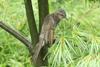 Brown-eared Bulbul(직박구리)