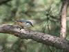 Eurasian Nuthatch(동고비)