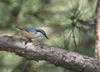 Eurasian Nuthatch(동고비)