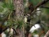 Grey-headed Green Woodpecker-female