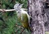 Grey-headed Green  Woodpecker (Female)