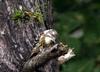 쇠딱다구리 Japanese Pigmy Woodpecker