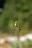 무당거미 Nephila clavata (Golden Orb-web Spider)