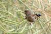 방울새 Carduelis sinica (Oriental Greenfinch)