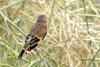 방울새 Carduelis sinica (Oriental Greenfinch)