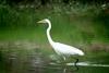 중대백로 Egretta alba modesta (Large Egret)