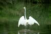 중대백로 Egretta alba modesta (Large Egret)