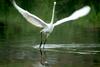 중대백로 Egretta alba modesta (Large Egret)