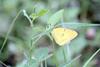 노랑나비 Colias erate (Eastern Pale Clouded Yellow)