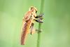 왕파리매 Cophinopoda chinensis (Chinese King Robber Fly)