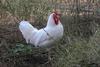 single comb white leghorn