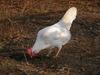 single comb white leghorn