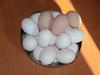 single comb white leghorn egg