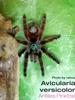 Antilles Pinktoe(Avicularia versicolor) Tarantula