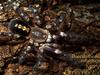 Ivory Ornamental(Poecilotheria subfusca) Tarantula
