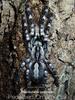Pedersen Ornamental(Poecilotheria pederseni) Tarantula