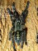 Red slate Ornamental(Poecilotheria rufilata) Tarantula