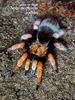 Mexican Blood leg(Aphonopelma iodius) Tarantula