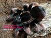 Mexican pink(Brachypelma klaasi) Tarantula