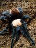 Mexican Golden Redrump(Brachypelma ruhnaui) Tarantula