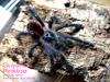 Guyanan Pinktoe(Avicularia avicularia) Tarantula