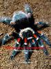 Mexican Flameknee(Brachypelma auratum) Tarantula