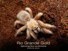 Rio Grande Gold(Aphonopelma moderatum) Tarantula