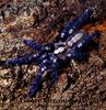 Gooty Ornamental(Poecilotheria metallica)